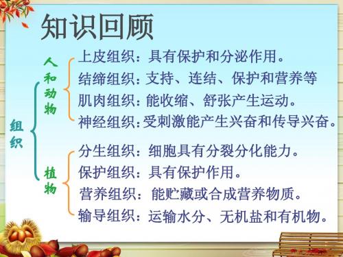 生物：第4章第2节生物体的器官、系统课件(北师大版七年级上)