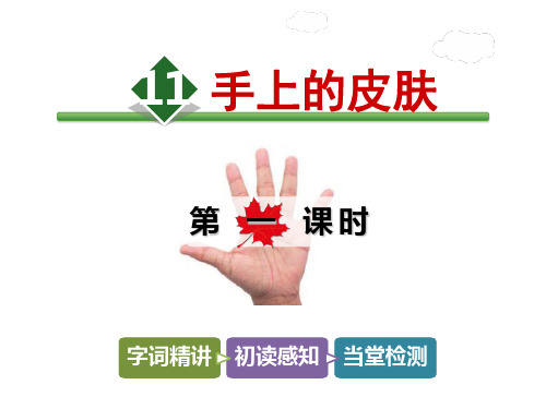 四年级下册语文课件11.手上的皮肤【第1课时】_北师大版 (共27张PPT)