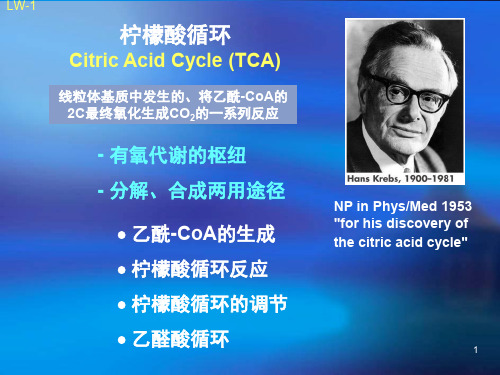 柠檬酸循环sppt课件