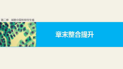 苏教版必修二 第2章 减数分裂和有性生殖 整合提升 课件(14张)