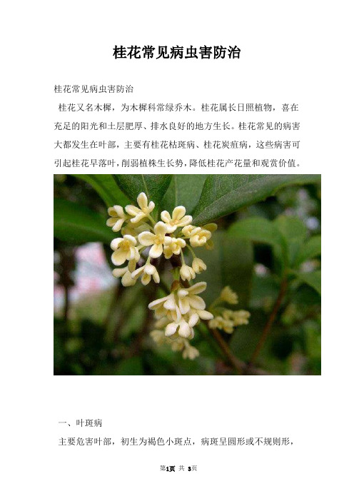 桂花常见病虫害防治