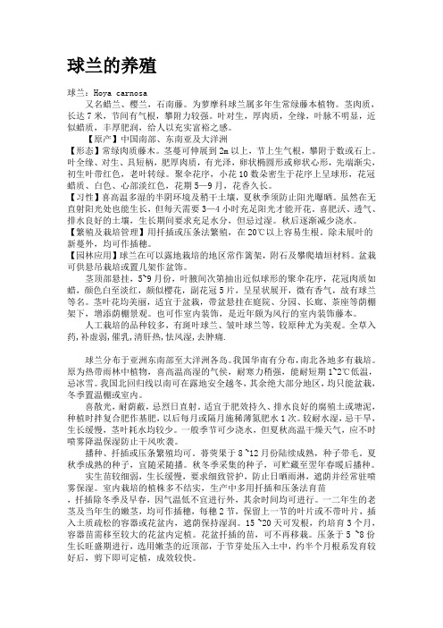 球兰