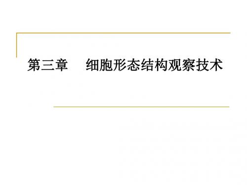 细胞形态结构观察技术
