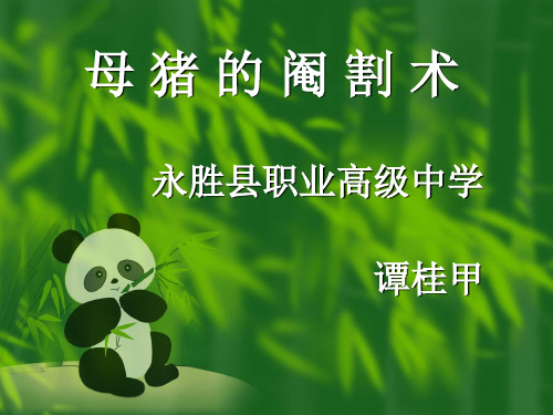母 猪 的 阉 割 术
