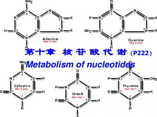 生物化学PPT核苷酸代谢课件