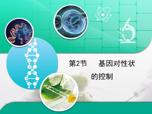 人教版高中生物必修2-4.2《基因对性状的控制》复习课件