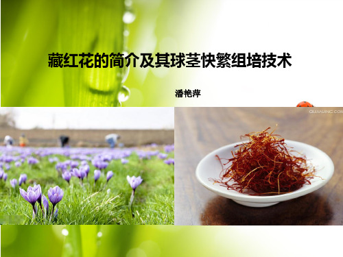 藏红花的简介及其球茎快繁组培技术