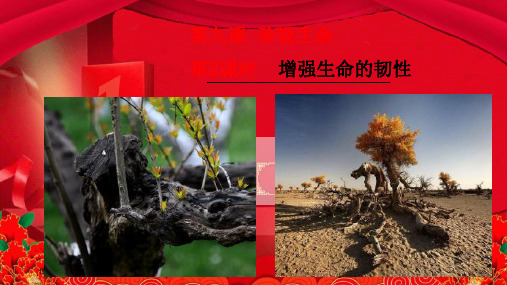 七年级道德与法治上册 第四单元 生命的思考 第九课 珍视生命 第2框 增强生命的韧性教学课件 