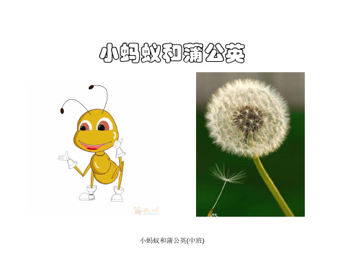 最新小蚂蚁和蒲公英(中班)