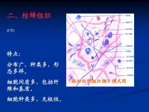 2固有结缔组织