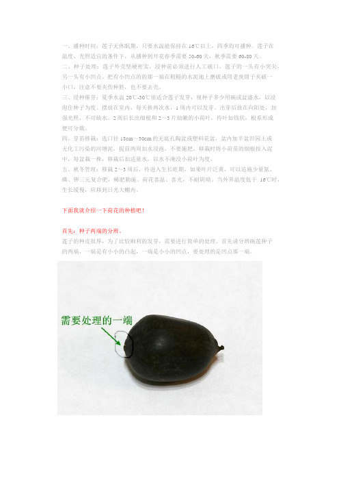 莲子育苗