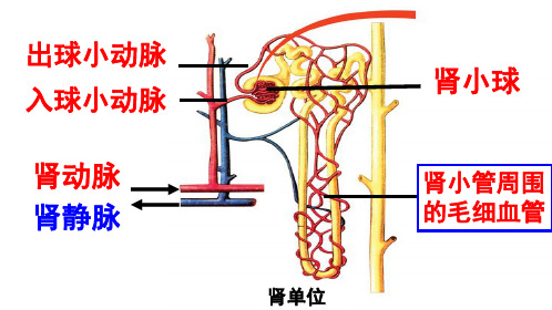 3.4.1尿液的形成和排出(2)
