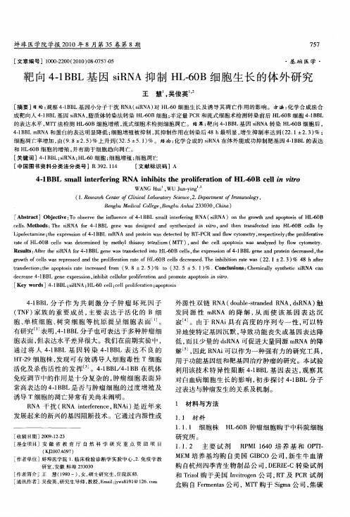 靶向4-1BBL基因siRNA抑制HL-60B细胞生长的体外研究