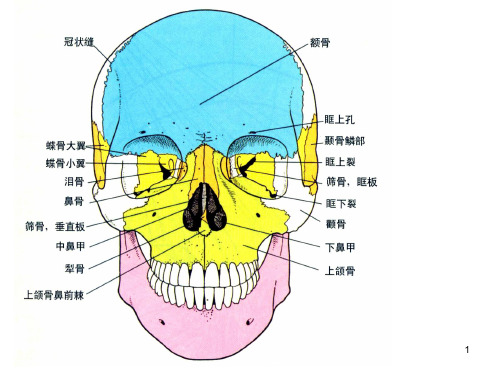 颌面骨骼PPT课件