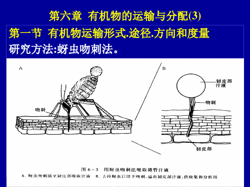 第六章(1)  有机物的运输与分配