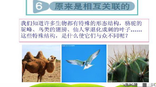 六年级上科学ppt重点课件原来是相互关联的教科版