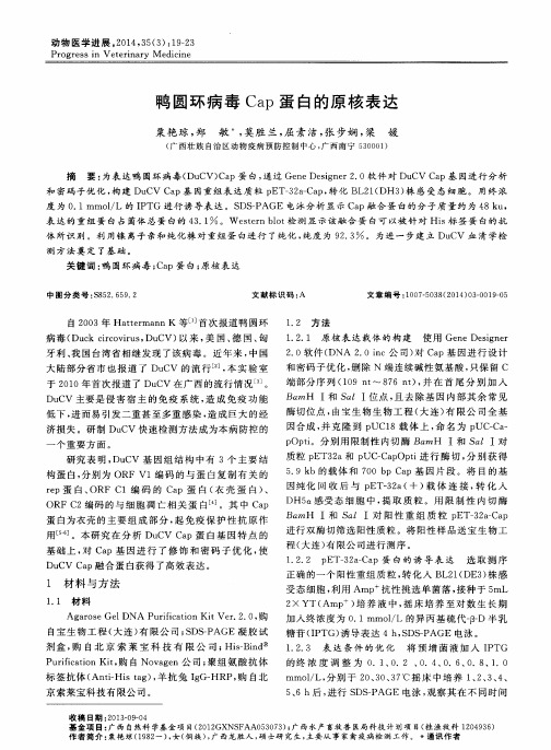 鸭圆环病毒Cap蛋白的原核表达