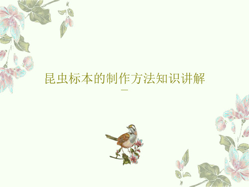 昆虫标本的制作方法知识讲解27页PPT
