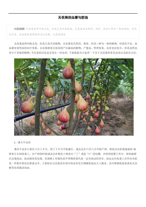无花果的虫害与防治