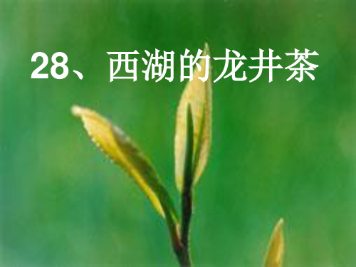 西湖的龙井茶PPT课件