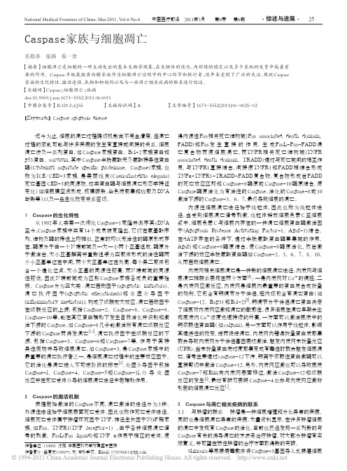 caspase家族与细胞凋亡