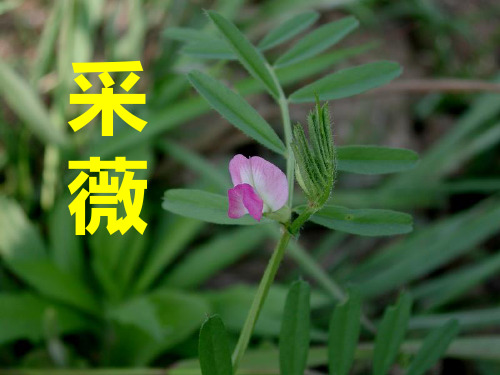 上课《采薇》优秀课件.ppt