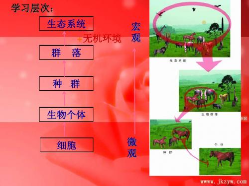 人教版教学教案云南省弥勒县庆来中学2011-2012学年生物必修3生态系统的结构5课件