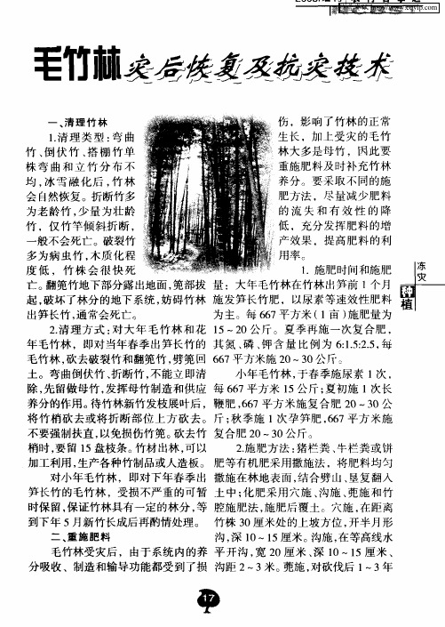 毛竹林灾后恢复及抗灾技术