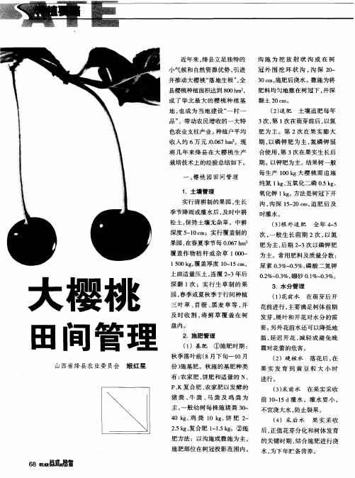大樱桃田间管理
