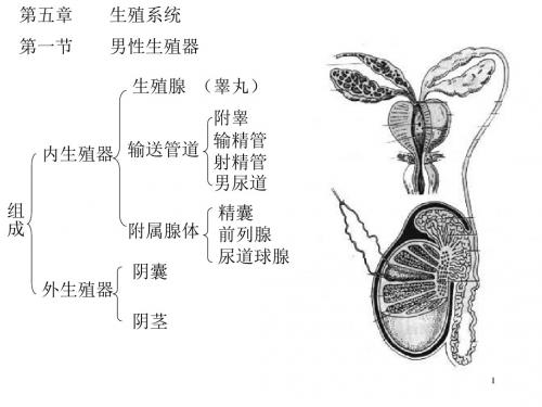 生殖系统彩色图解
