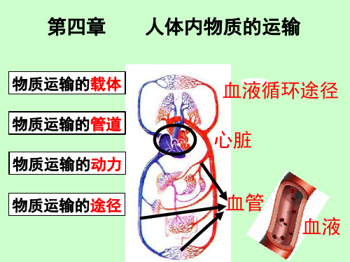(完整)物质运输的途径精品PPT资料精品PPT资料