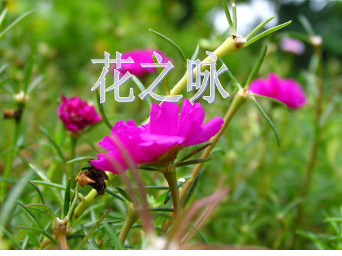 北师大版四年级语文下册《 花  花之咏》公开课课件_9