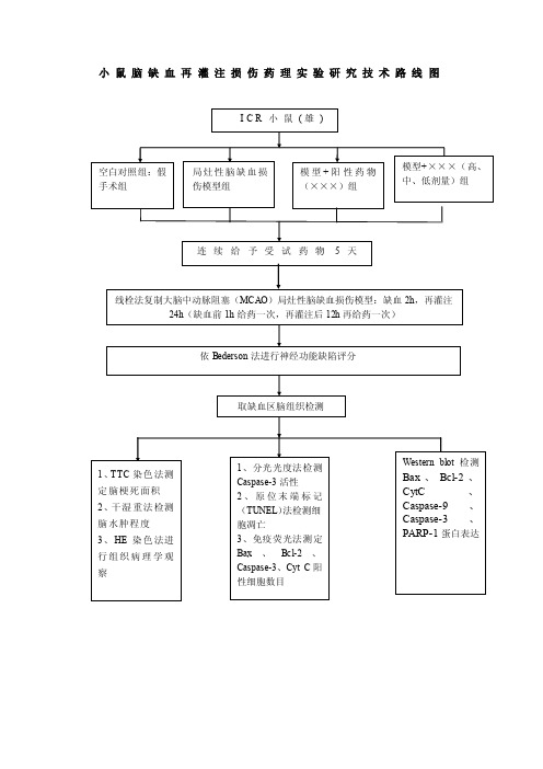 小鼠脑缺血再灌注损伤药理实验研究技术路线图