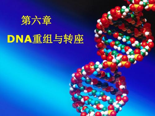 DNA重组与转座精讲