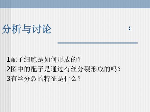 减数分裂课件