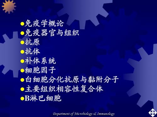 T 淋巴细胞