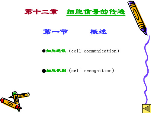 第十二章  细胞信息传递