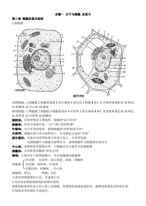 高中生物人教版必修一复习三四章