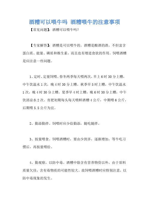 酒糟可以喂牛吗 酒糟喂牛的注意事项