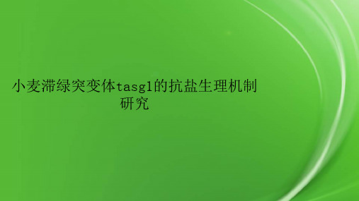 小麦滞绿突变体tasg1的抗盐生理机制研究