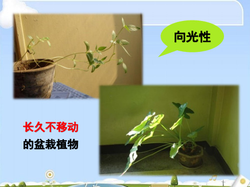 人教版高中生物必修三第3章第1节   植物生长素的发现  课件(共21张PPT)