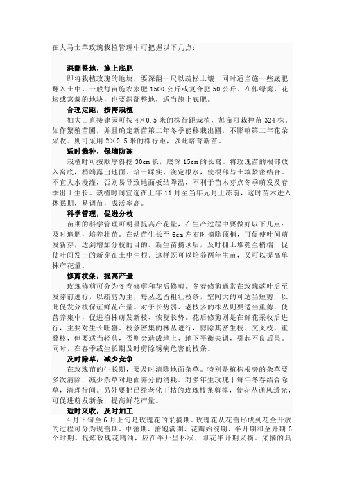 大马士革玫瑰种植