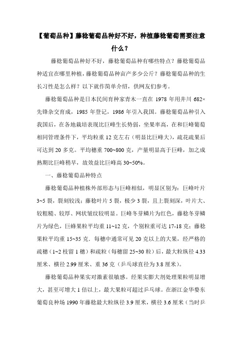 【葡萄品种】藤稔葡萄品种好不好,种植藤稔葡萄需要注意什么？
