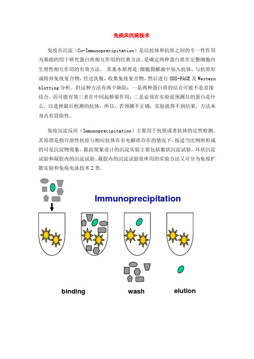 免疫共沉淀技术路线.