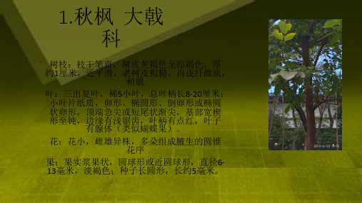 植物名称、科属和特征