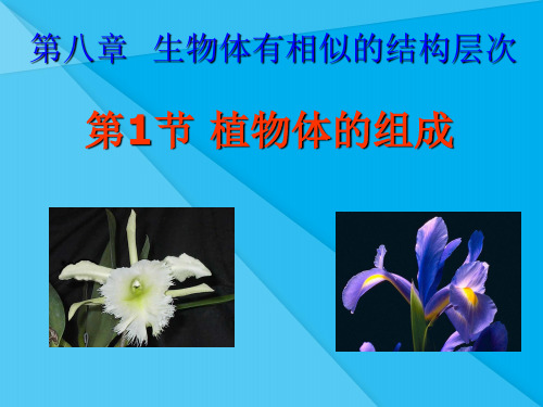 植物体的组成PPT课件 苏科版优秀课件