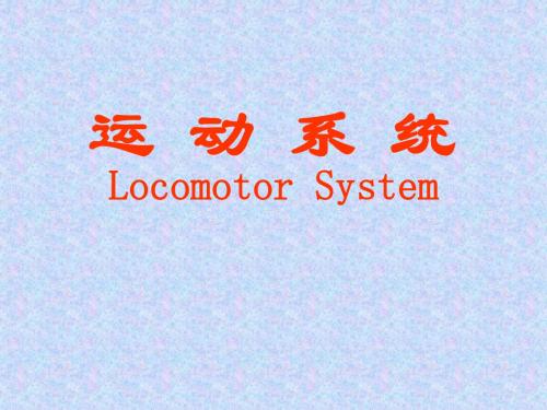 运 动 系 统