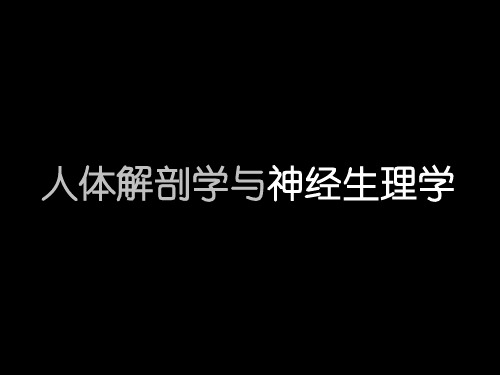 人体解剖学与神经生理学概述
