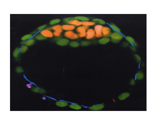 发育生物学――干细胞PPT课件