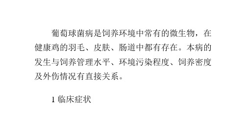 管好鸡千万别得葡萄球菌病